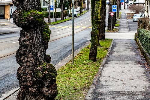 sanierungmonbijoustrasse_nachtarbeiten_baumrodung_preview.jpg